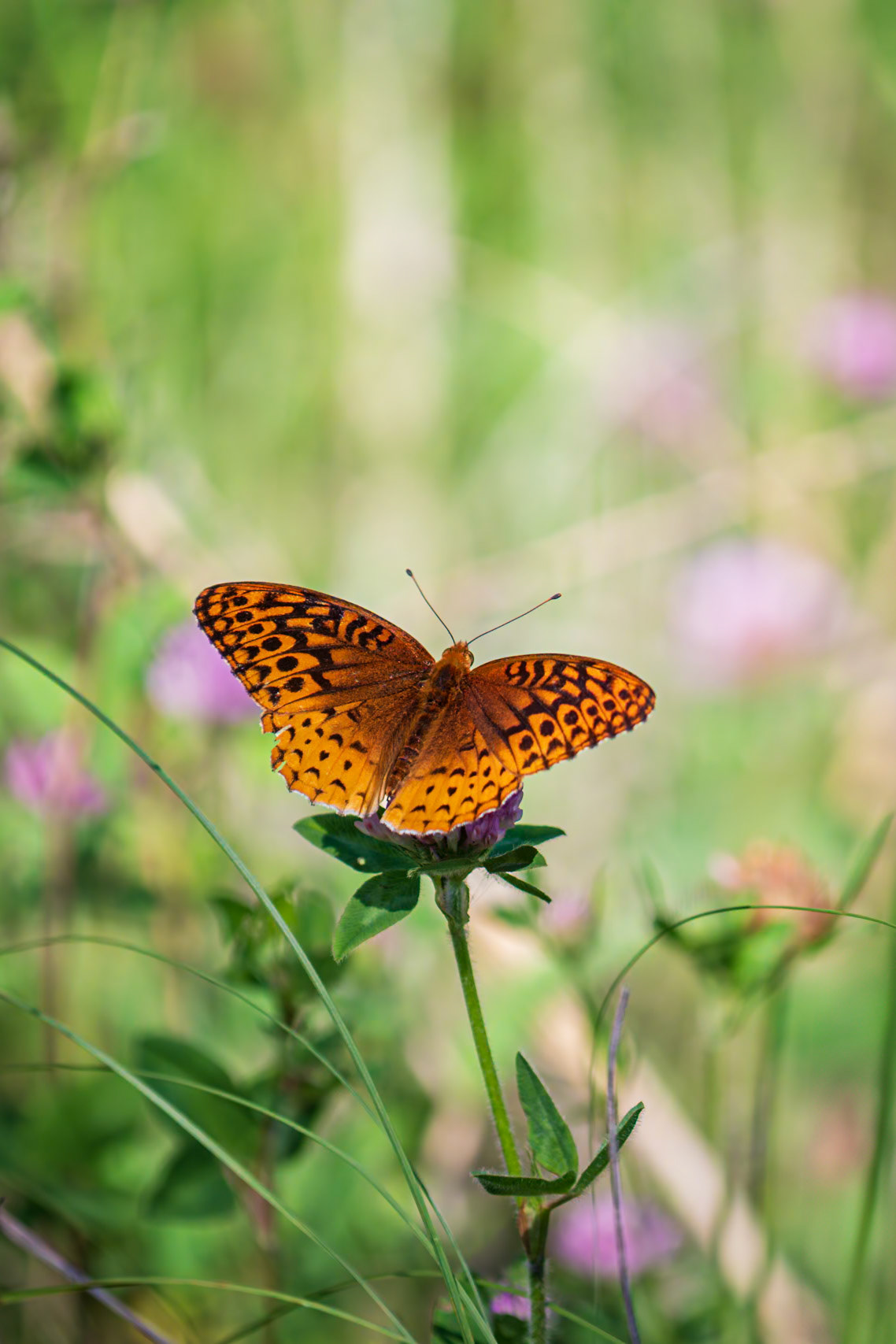 Great Spangled Fritillary | Speyeria cybele, Speyeria cybele leto | 20220607