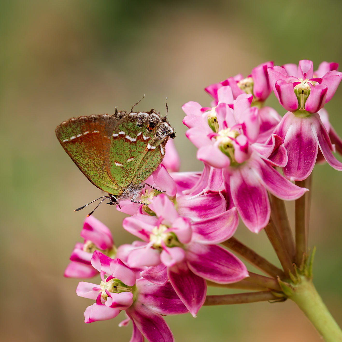 ‘Olive’ Juniper Hairstreak | Callophrys gryneus gryneus | 20180718