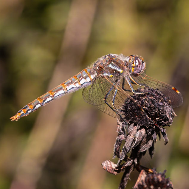 Variegated Meadowhawk, Sympetrum corruptum