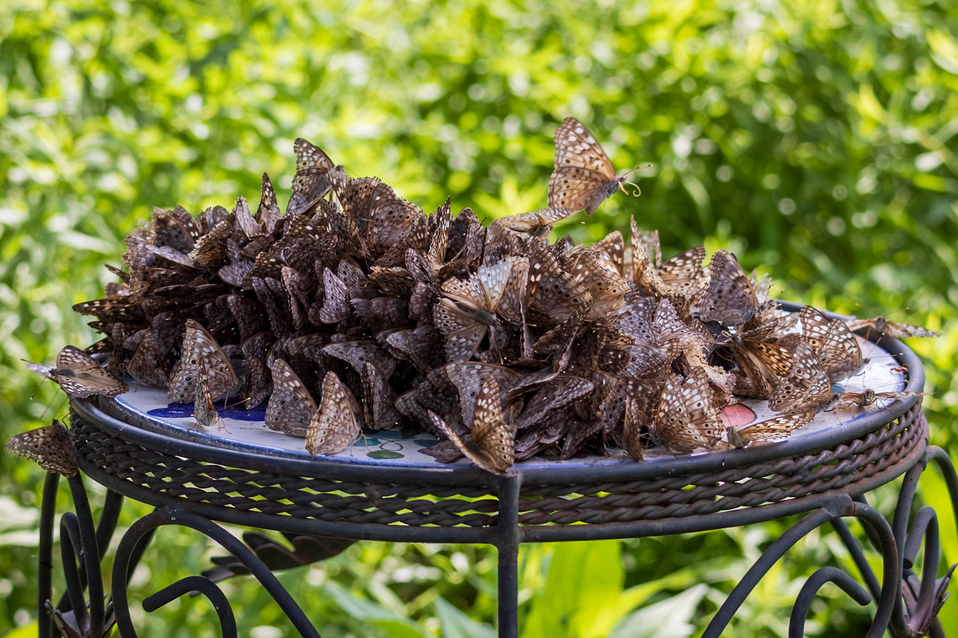 Hackberry Emperor | Asterocampa celtis | 20230612