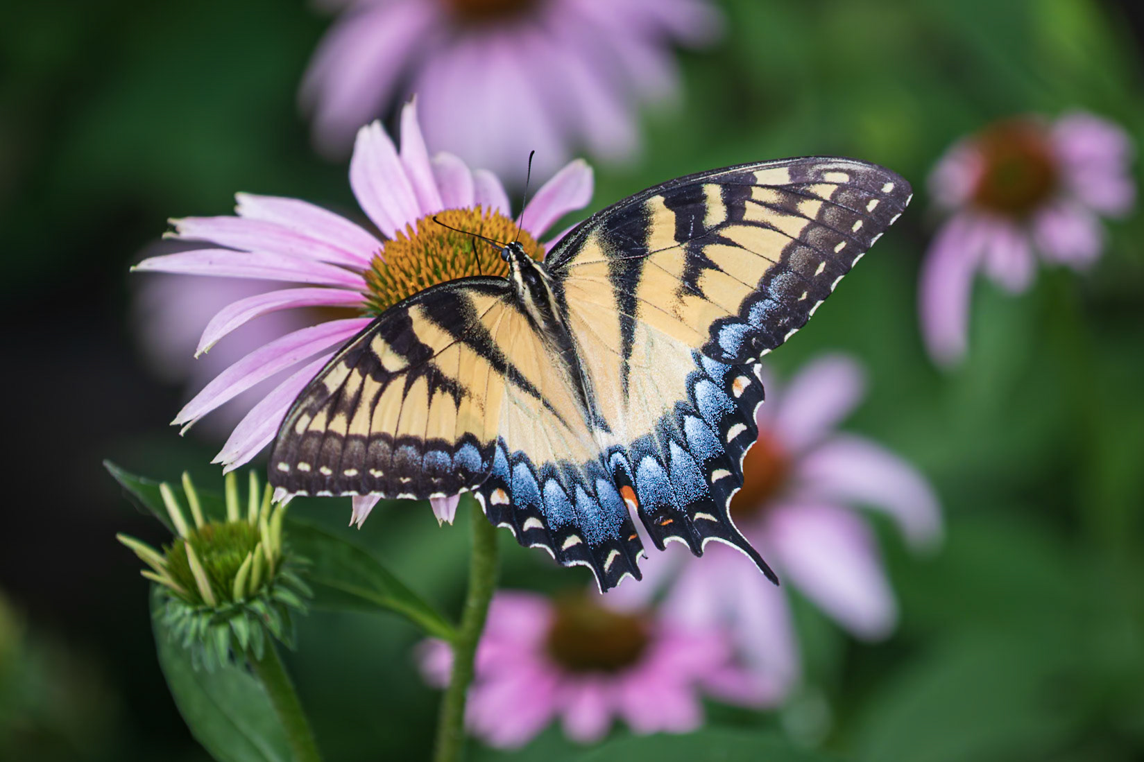 Eastern Tiger Swallowtail | Papilio glaucus | 20220705