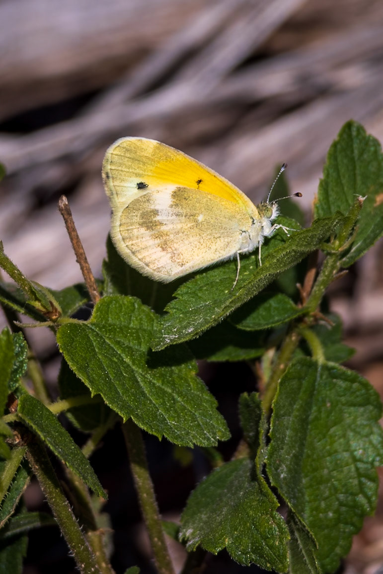 Dainty Sulphur | Nathalis iole | 20230914