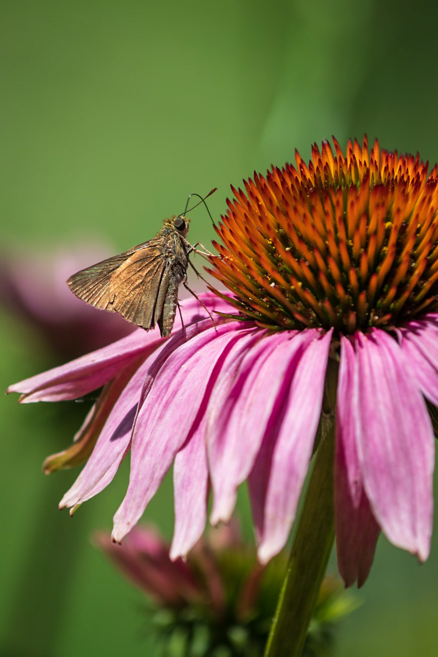 Dun Skipper | Euphyes vestris | 20220630