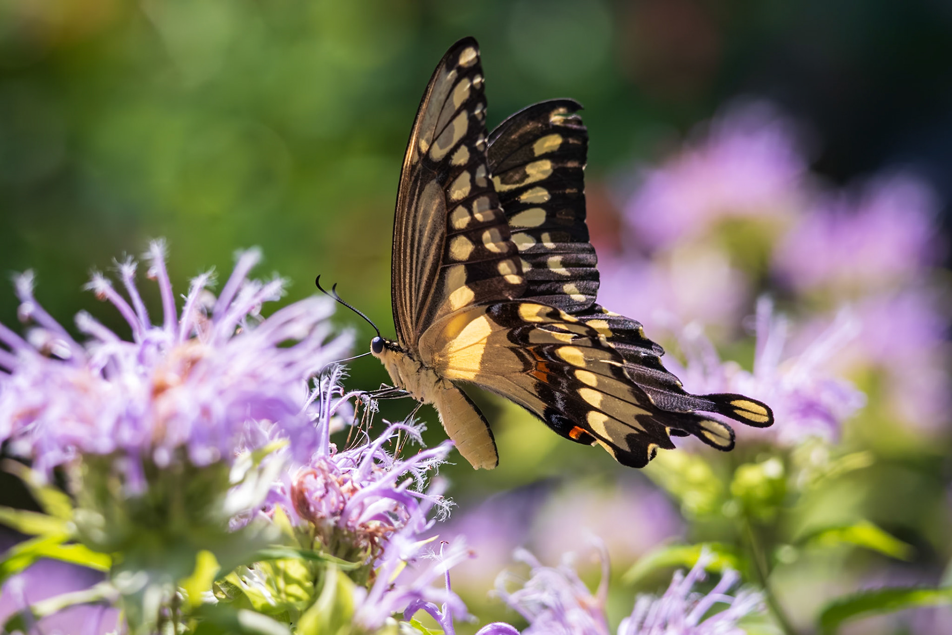 Giant Swallowtail | Papilio cresphontes | 20230710