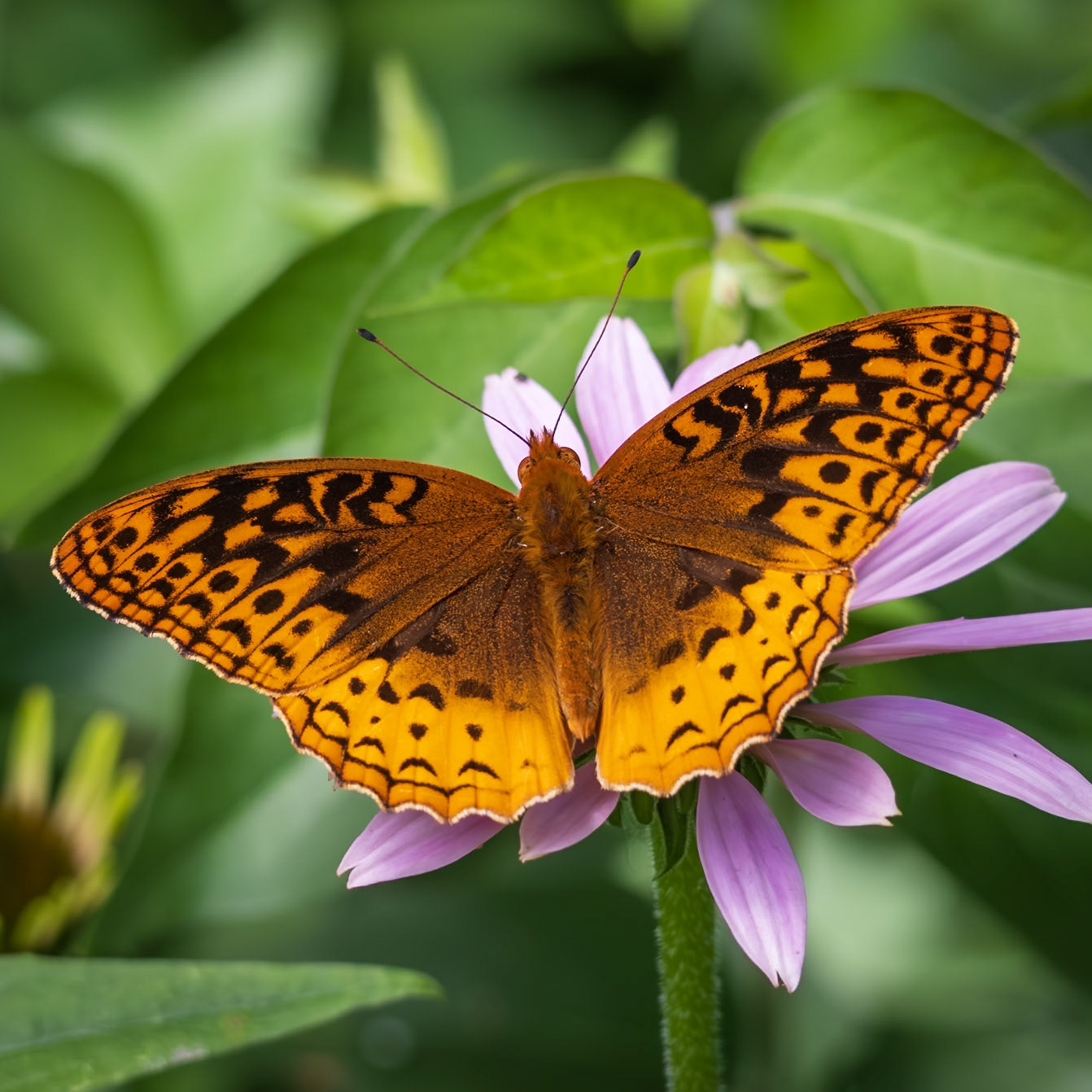 Great Spangled Fritillary | Speyeria cybele, Speyeria cybele leto | 20240606