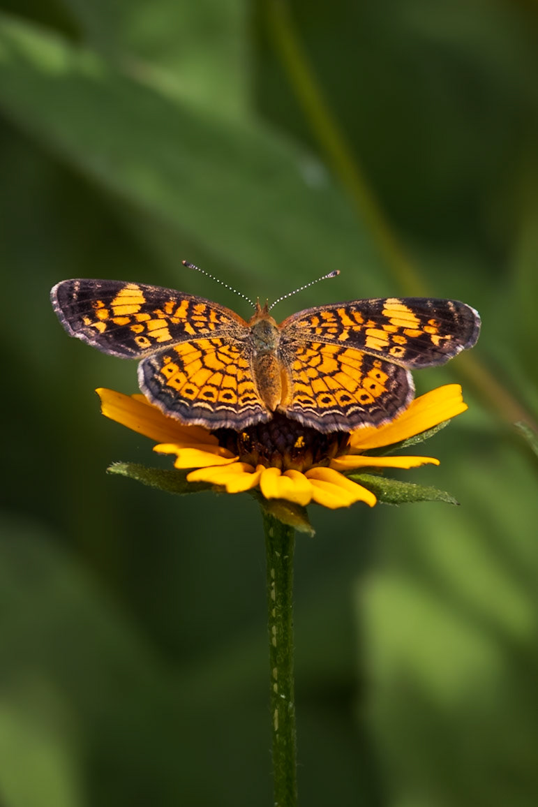 Pearl Crescent | Phyciodes tharos | 20230725