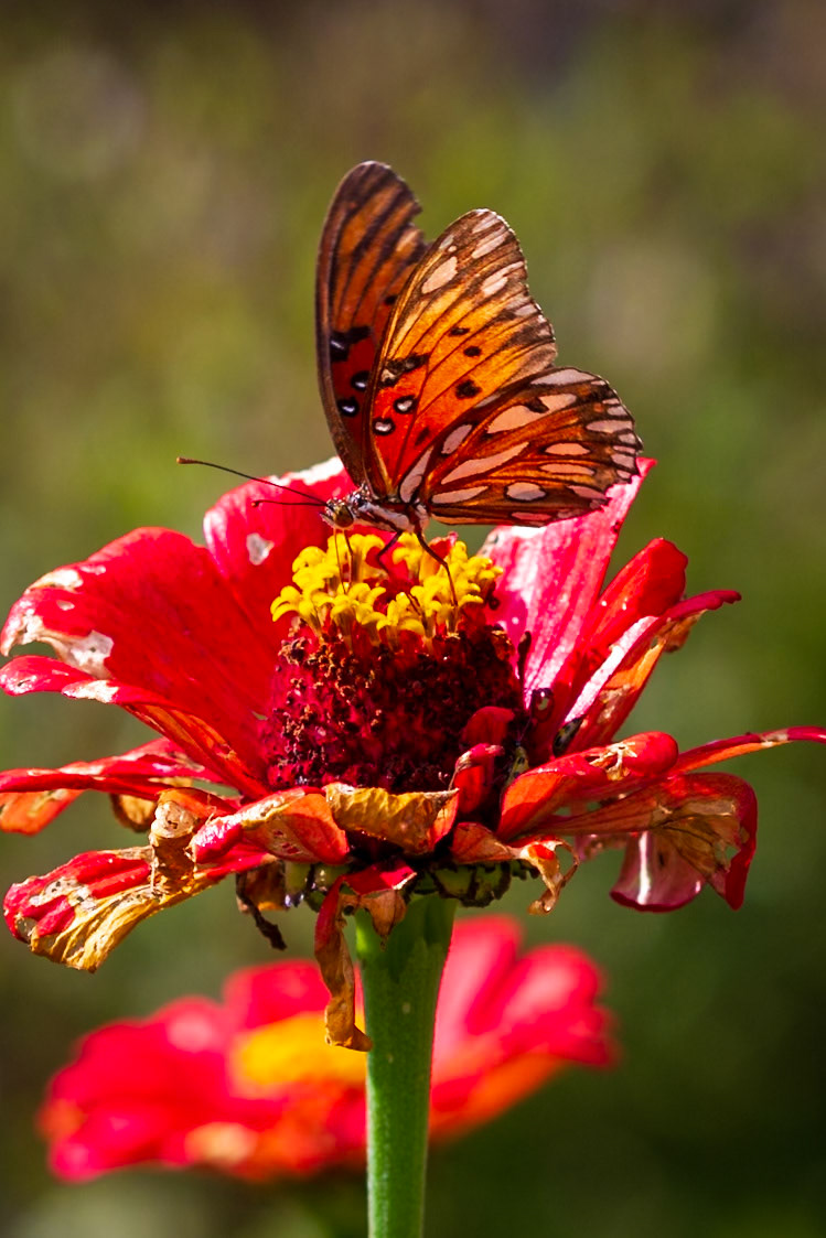 Gulf Fritillary | Agraulis vanillae | 20171014