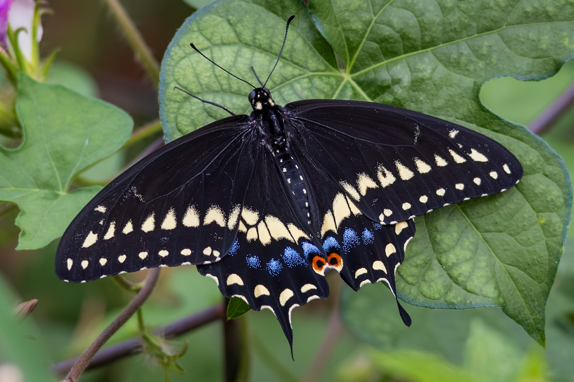 Black Swallowtail | Papilio polyxenes | 20240808