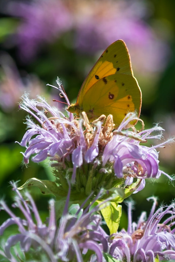 Orange Sulphur | Colias eurytheme | 20220710