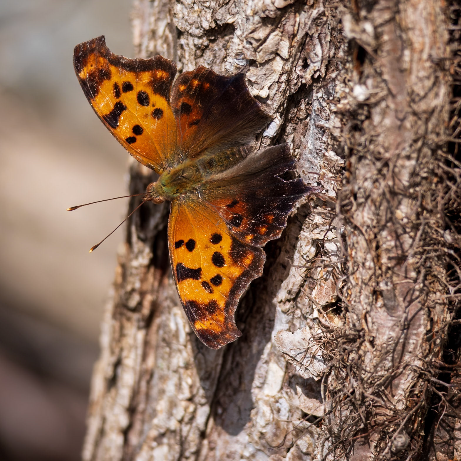 Question Mark | Polygonia interrogationis | 20240508