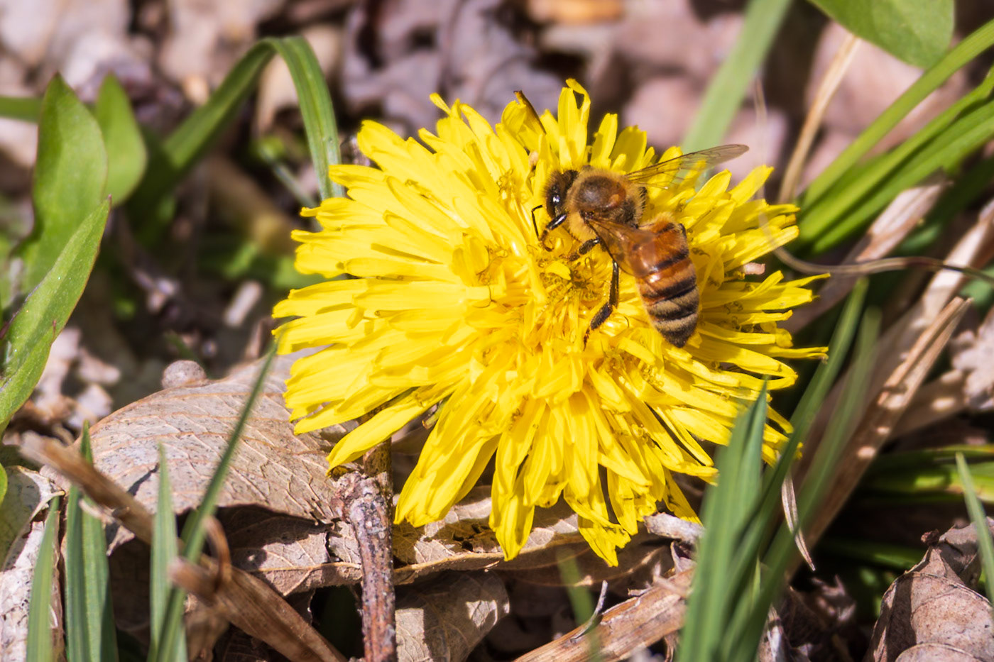 Western Honey Bee | Apis mellifera | 20250407