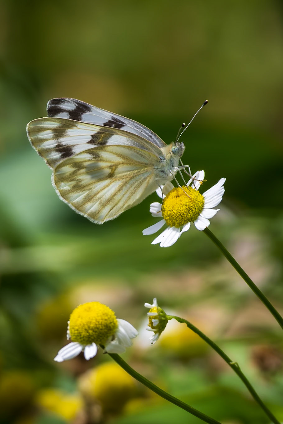 Checkered White | Pontia protodice | 20240607