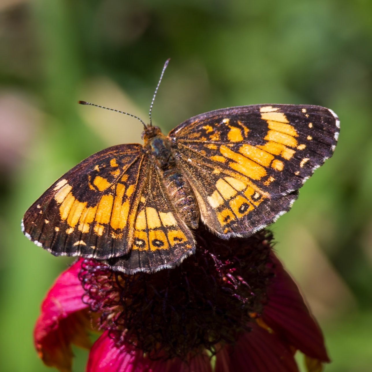 Silvery Checkerspot | Chlosyne nycteis | 20240606