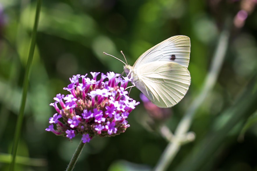 Cabbage White | Pieris rapae | 20210828
