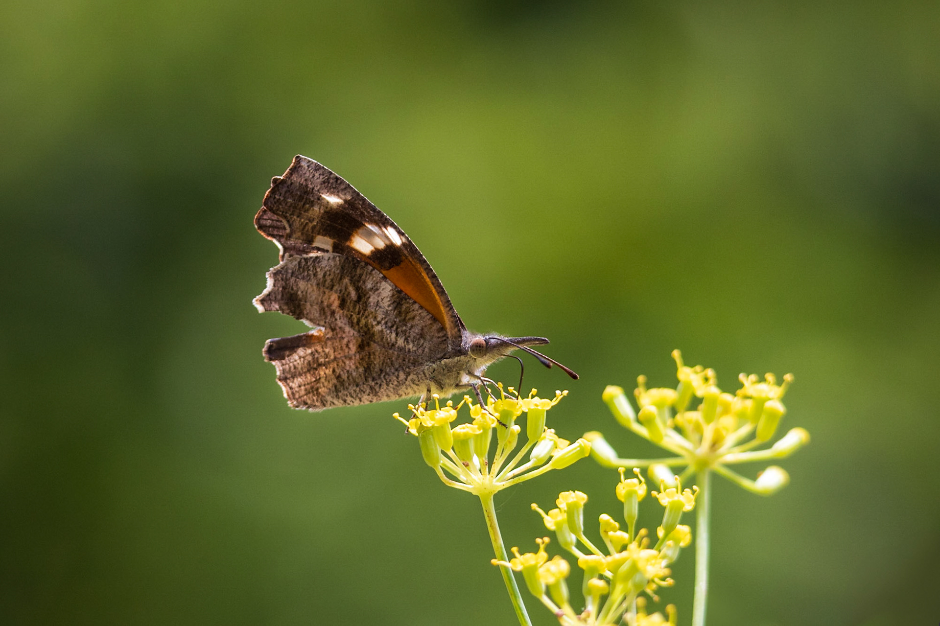 American Snout | Libytheana carinenta | 20230713
