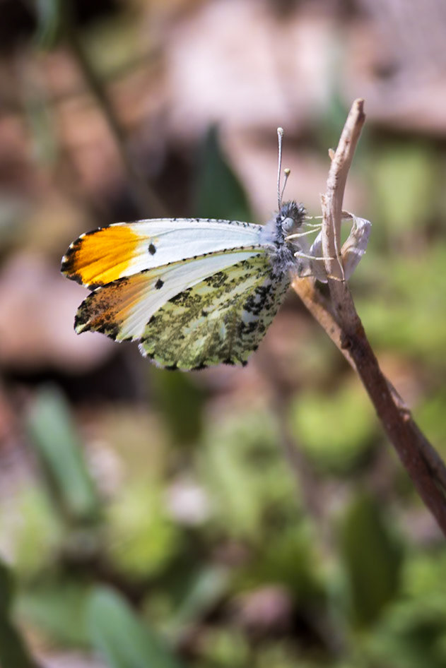 Falcate Orangetip | Anthocharis midea | 20250325