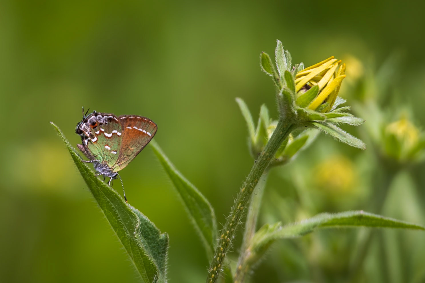 ‘Olive’ Juniper Hairstreak | Callophrys gryneus gryneus | 20230713