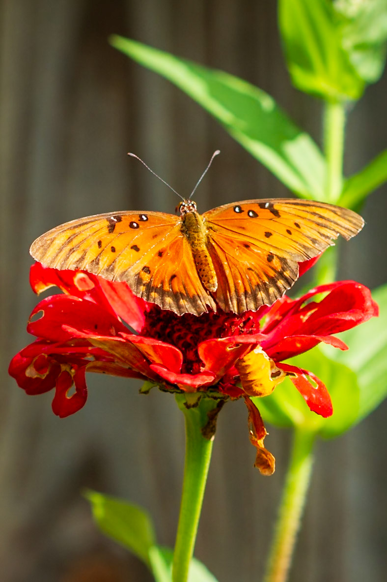 Gulf Fritillary | Agraulis vanillae | 20171014 