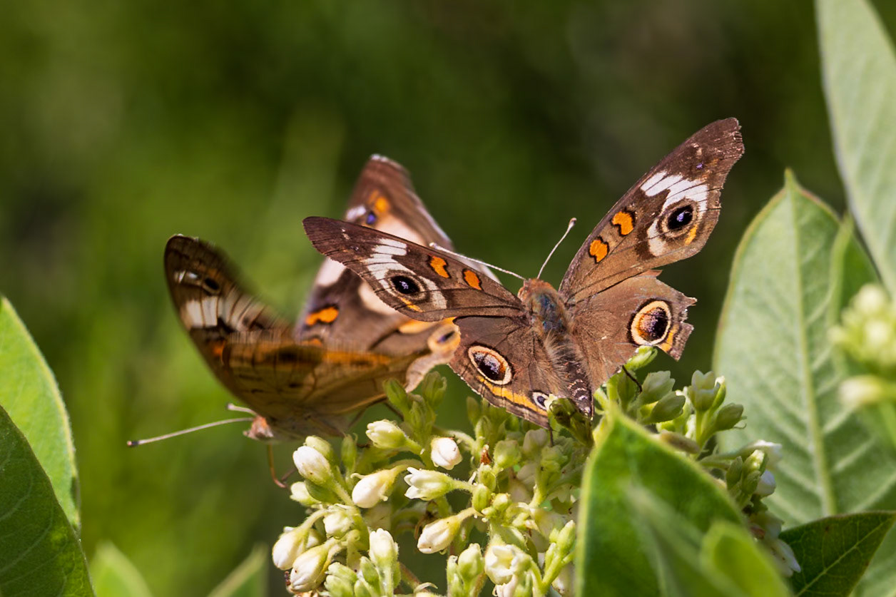 Common Buckeye | Junonia coenia | 20240529