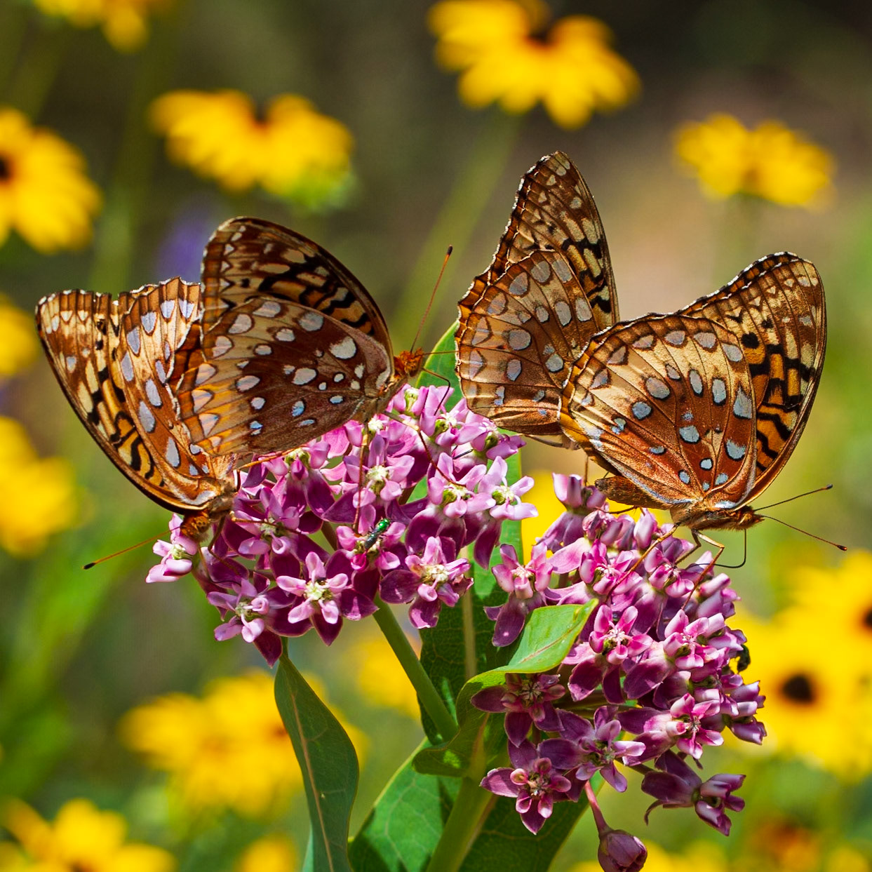 Great Spangled Fritillary | Speyeria cybele, Speyeria cybele leto | 20180806