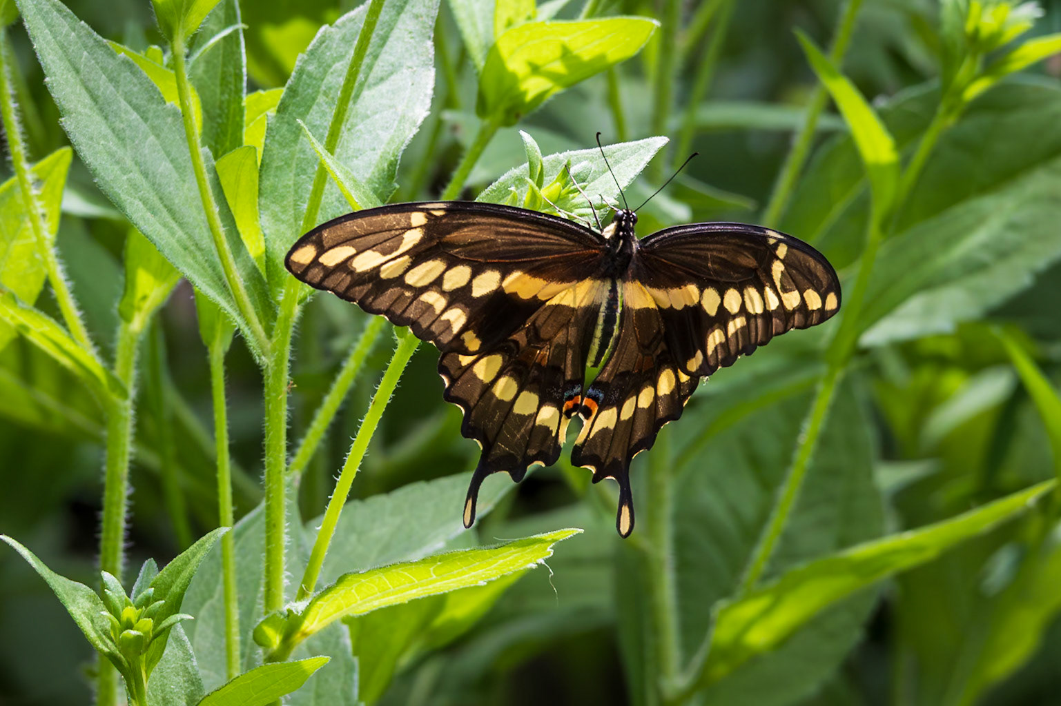 Giant Swallowtail | Papilio cresphontes | 20240708