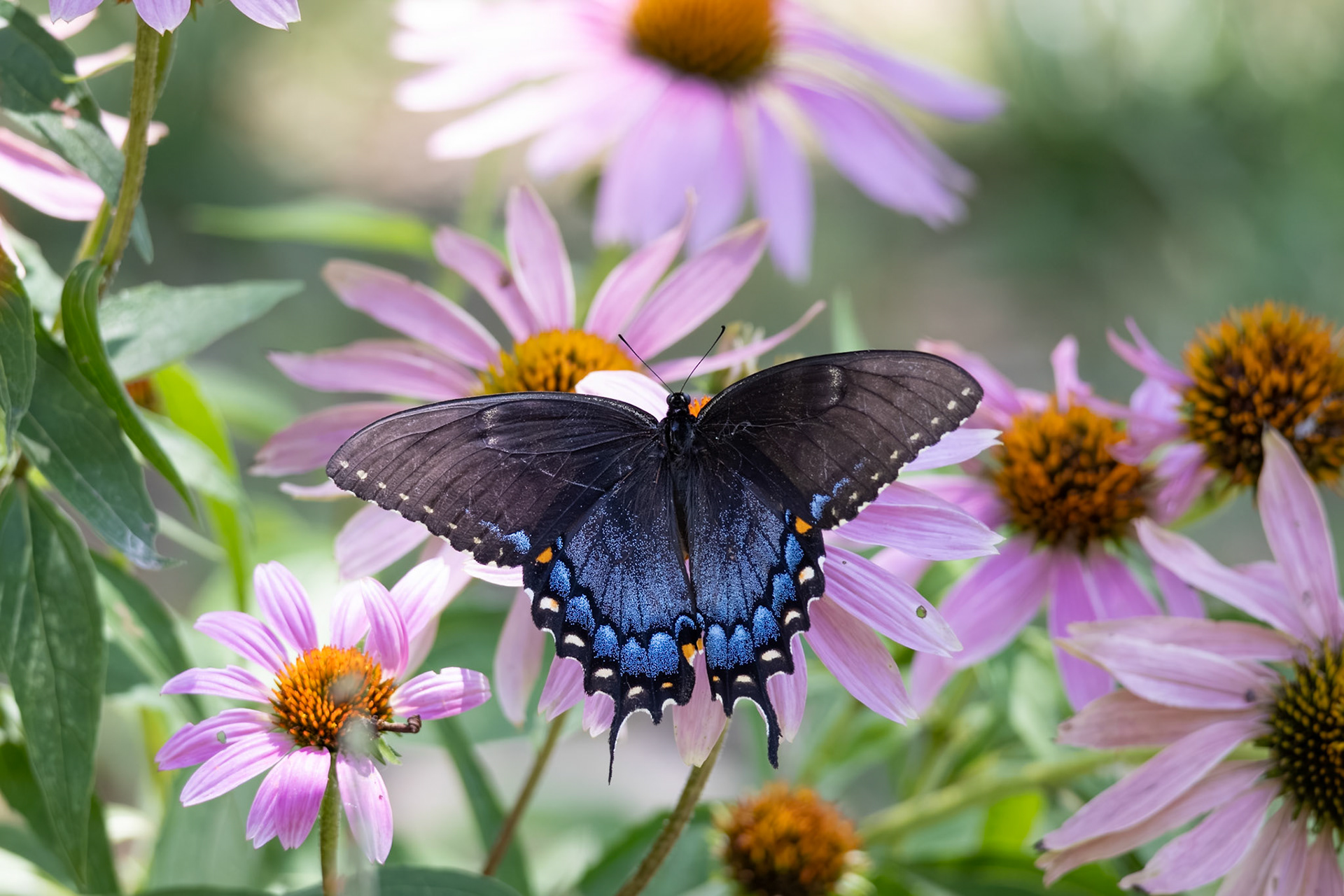 Eastern Tiger Swallowtail | Papilio glaucus | 20250714