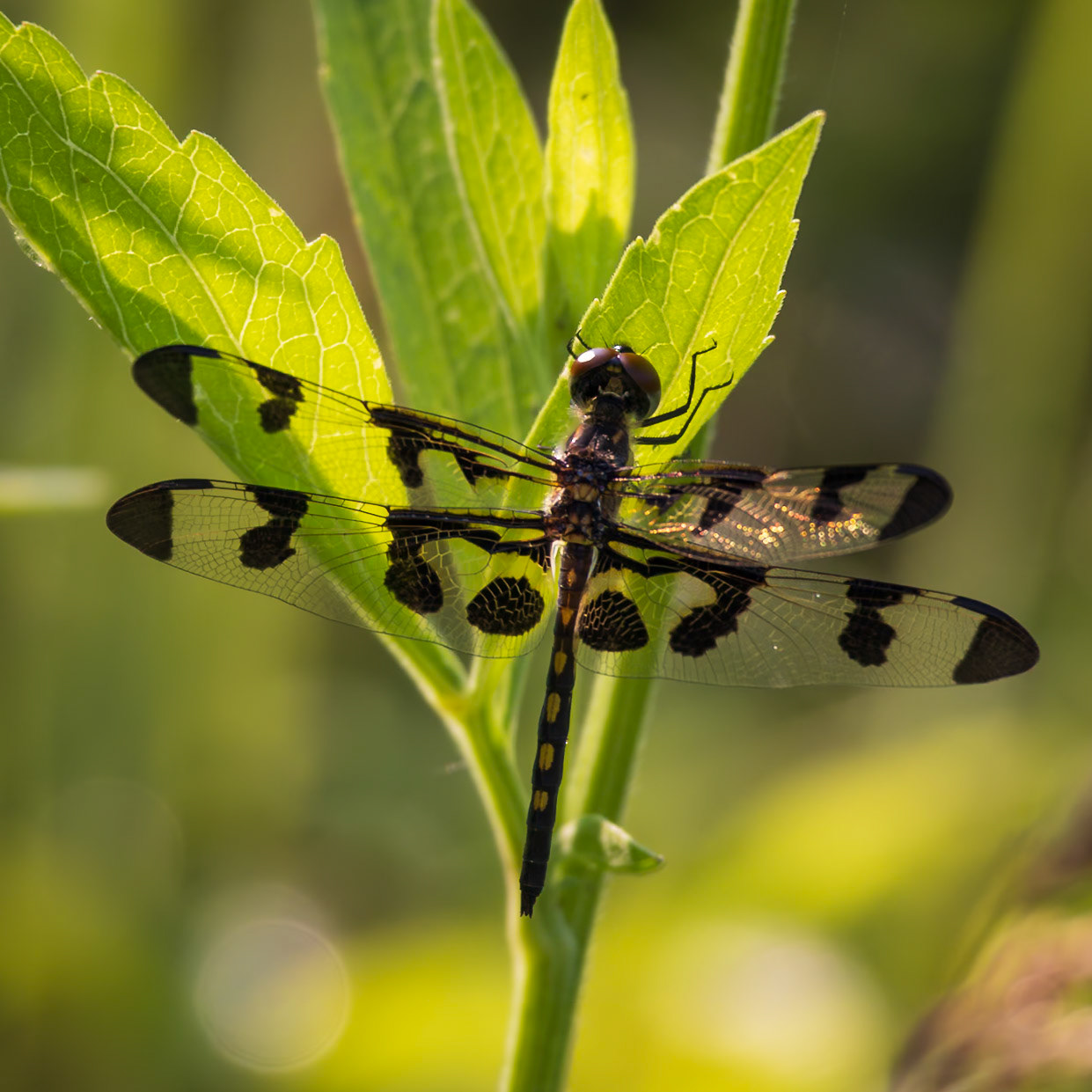 Banded Penant, Celithemis faxciata