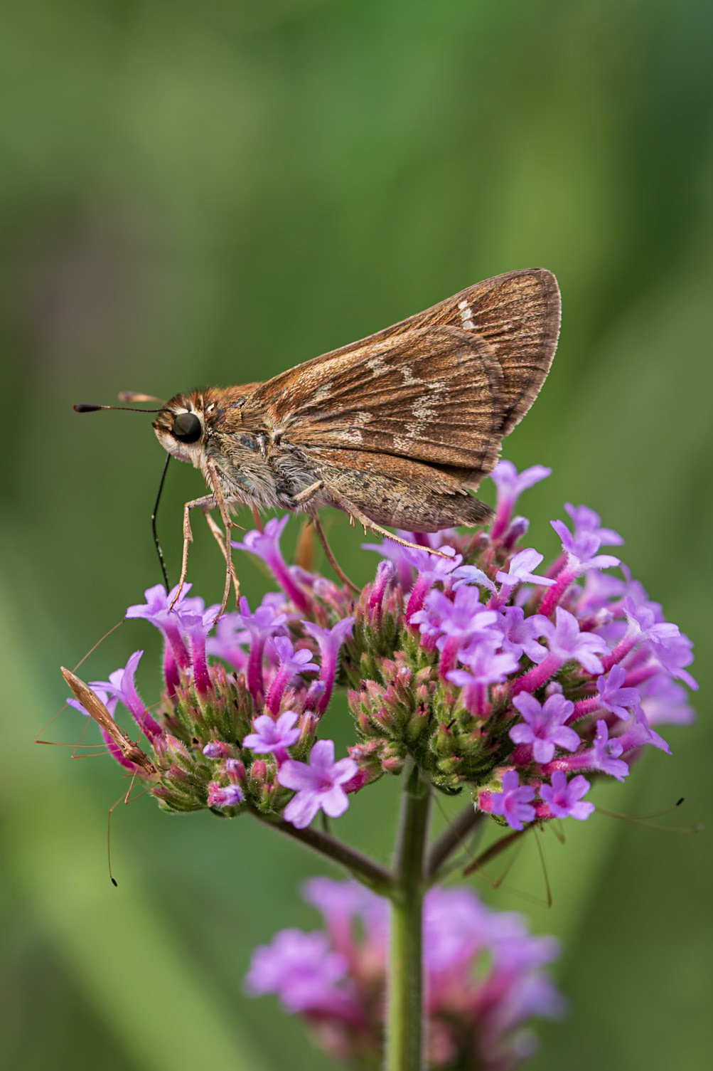 Sachem | Atalopedes campestris | 20210813