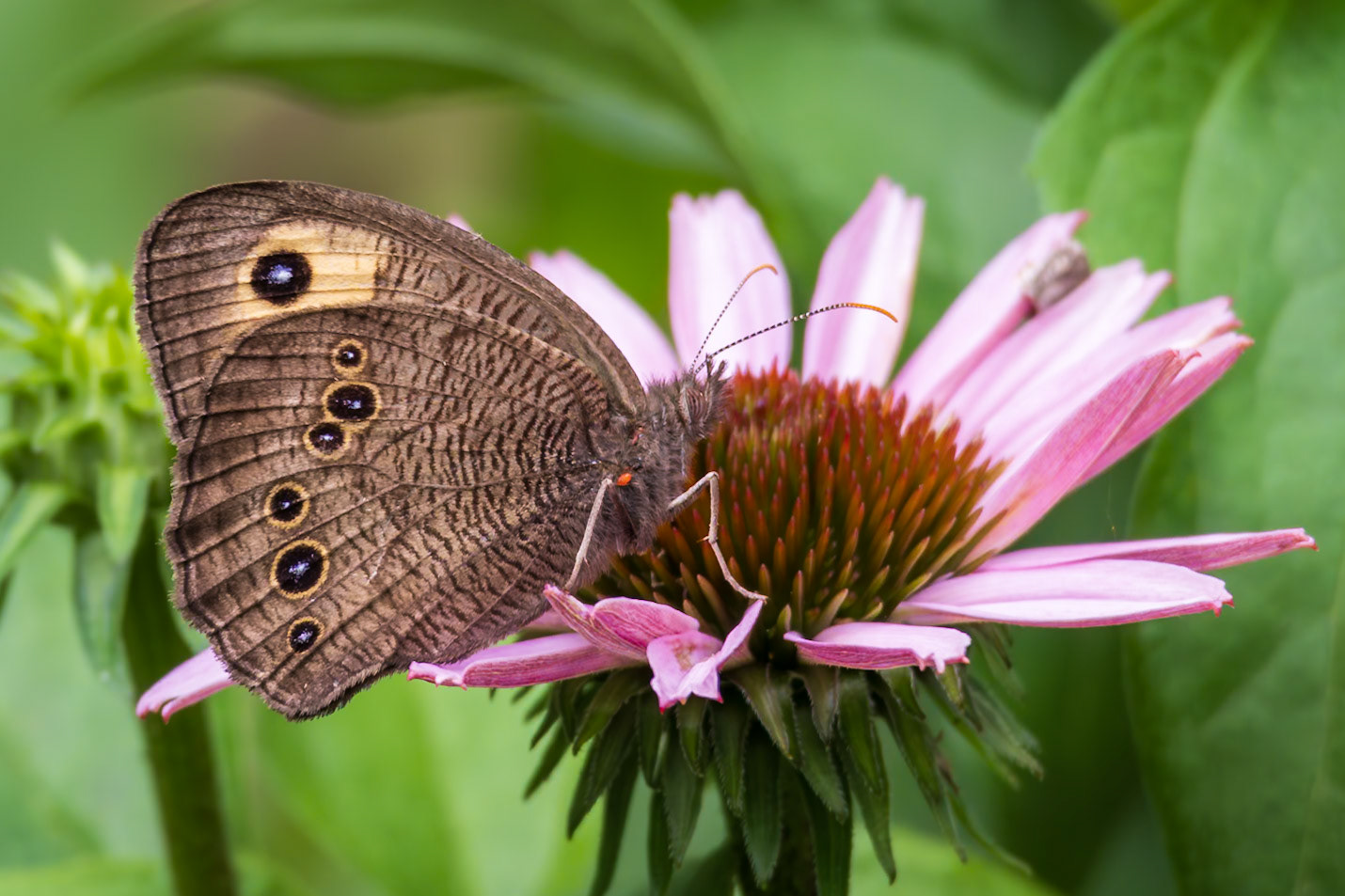 Common Wood-Nymph | Cercyonis pegala | 20240629