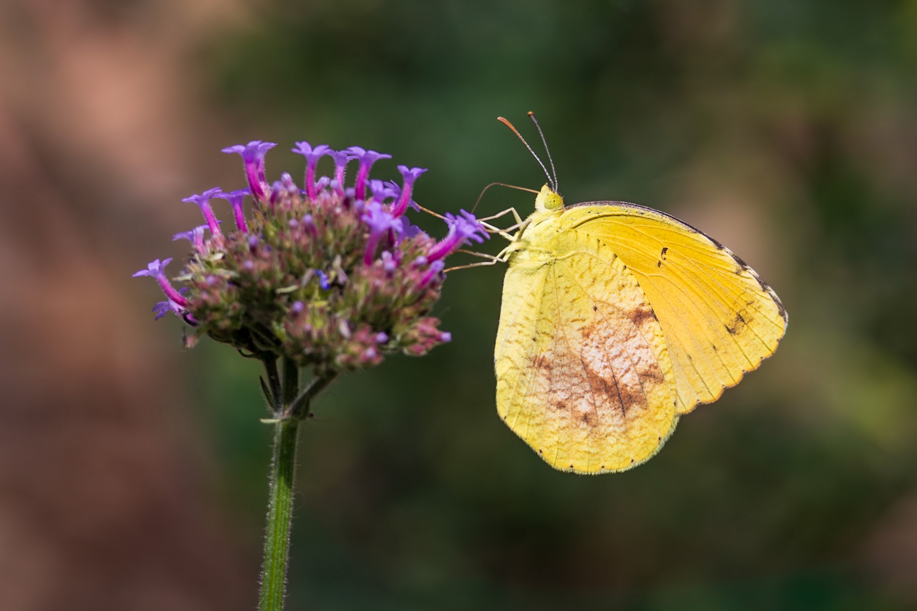 Sleepy Orange | Eurema nicippe 20230722