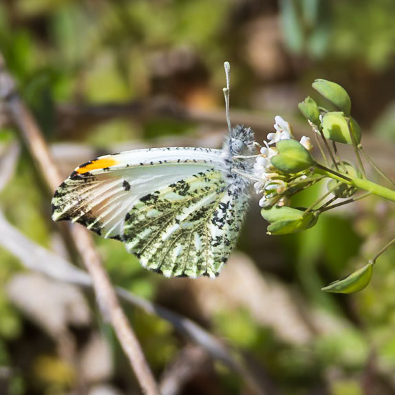Falcate Orangetip | Anthocharis midea | 20250325
