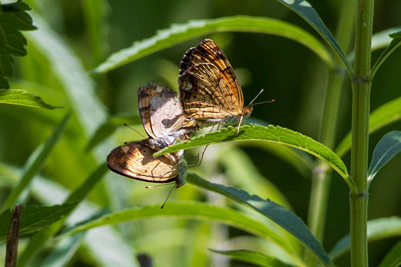 Pearl Crescent | Phyciodes tharos | 20230624