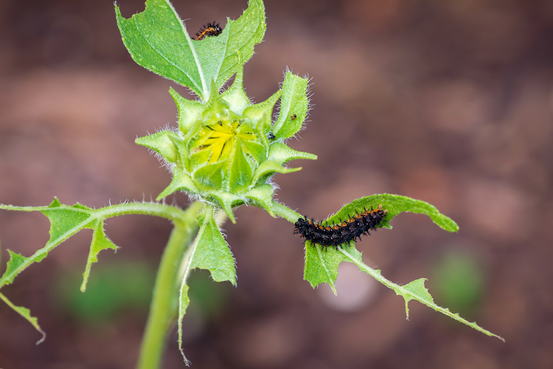 Silvery Checkerspot | Chlosyne nycteis | 20220711