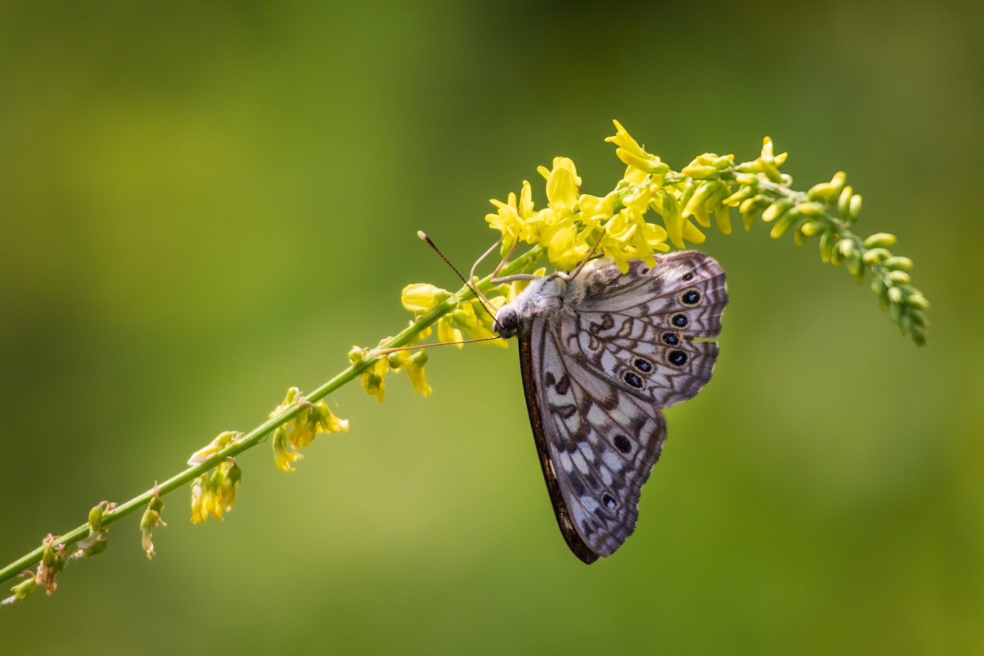 Hackberry Emperor | Asterocampa celtis | 20240601