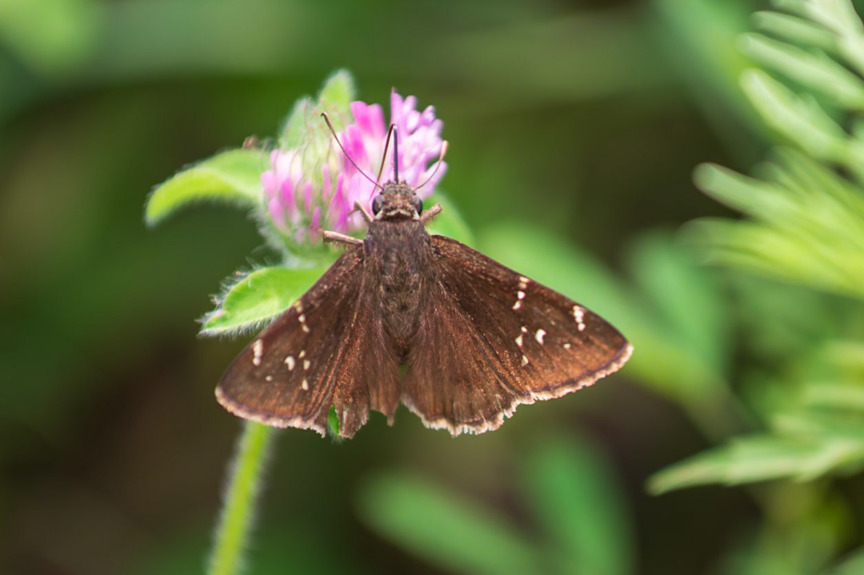 Southern Cloudywing | Thorybes bathyllus | 20220731