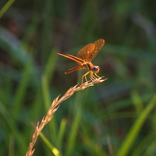 Eastern Amberwing, Perithemis tenera
