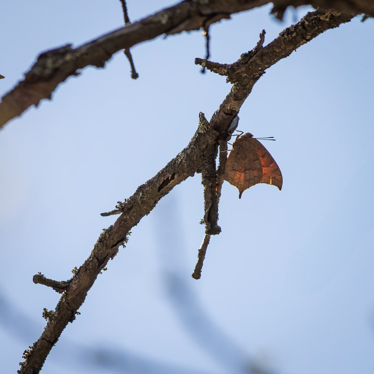 Goatweed Leafwing | Anaea andria | 20240412