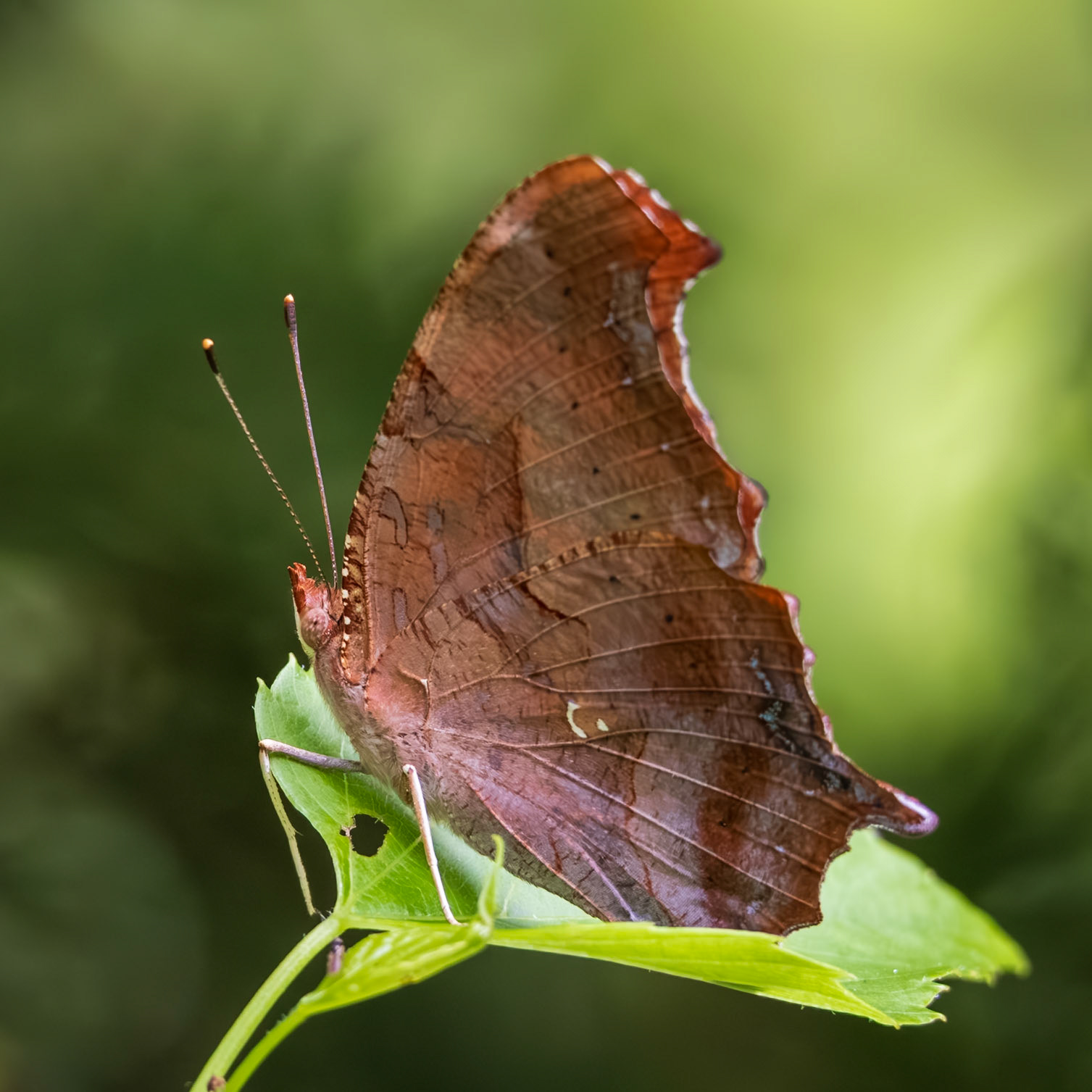 Question Mark | Polygonia interrogationis