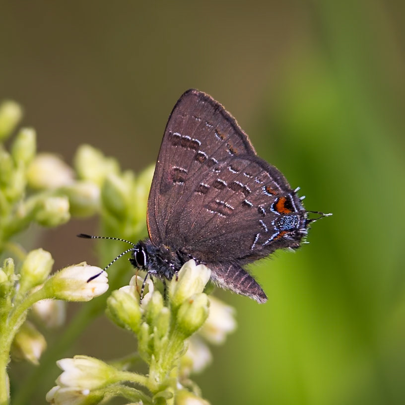 Banded Hairstreak | Satyrium calanus | 20230531