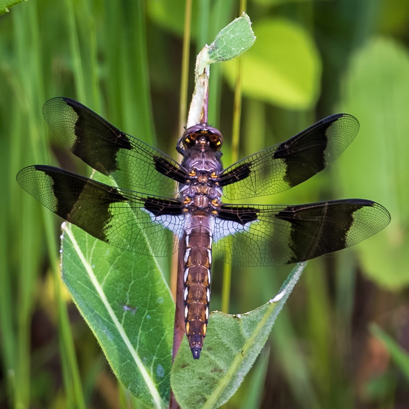 Common Whitetail, Plathemis lydia