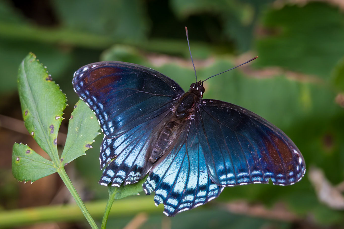 Red-spotted Purple | Limenitis arthemis astyanax | 20240707