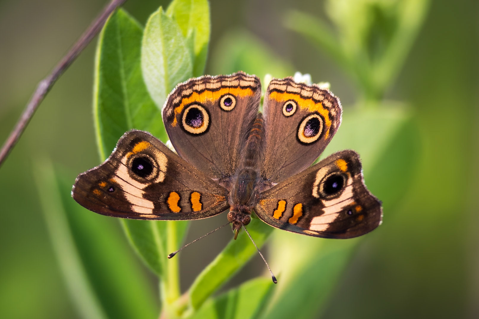 Common Buckeye | Junonia coenia | 20230531