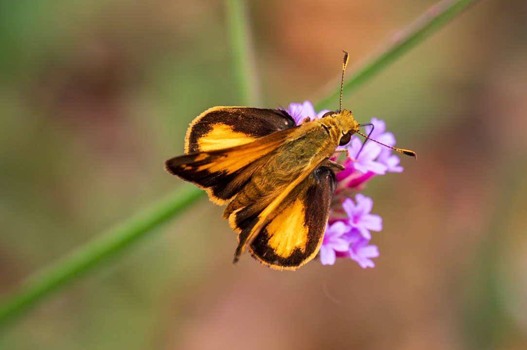 Zabulon Skipper | Poanes zabulon | 20210808