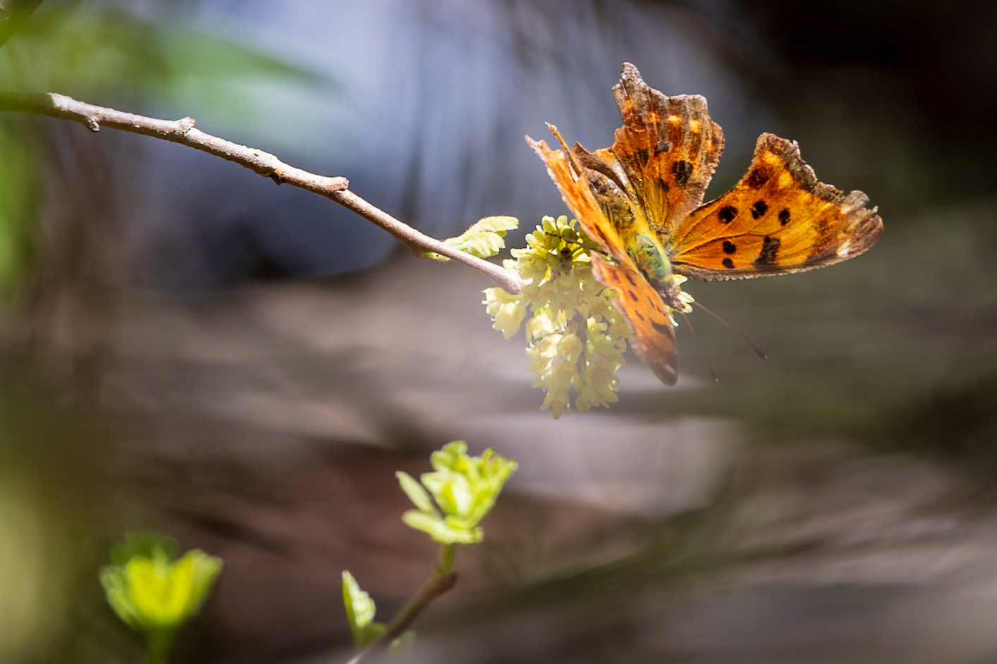 Eastern Comma | Polygonia comma | 20250413