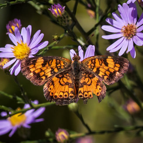 Pearl Crescent | Phyciodes tharos | 20220912 