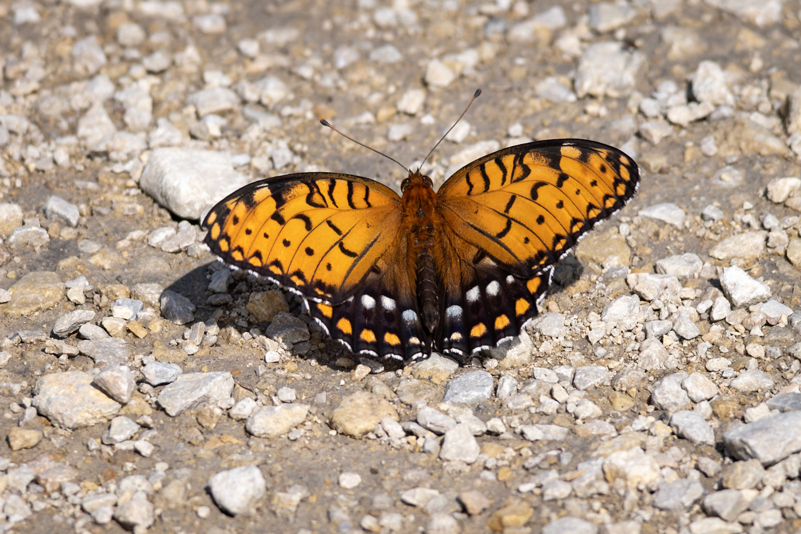 Regal Fritillary | Speyeria idalia | 20250618 | Tallgrass Prairie