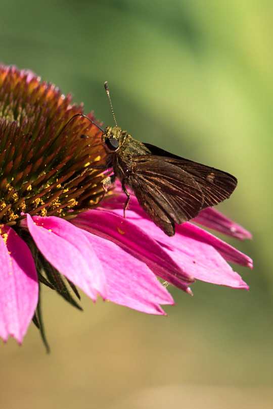 Little Glassywing | Pompeius verna | 20210622