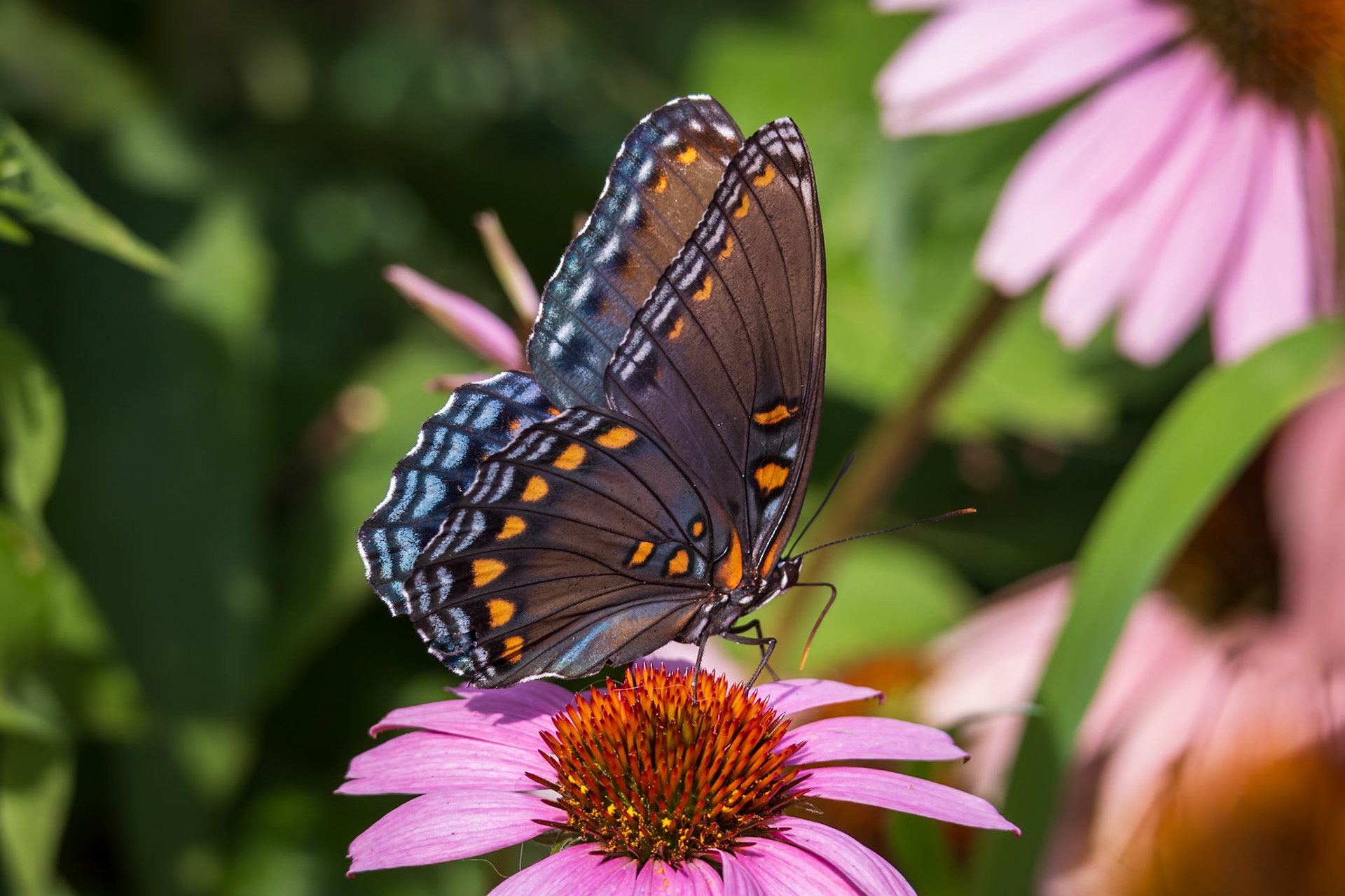 Red-spotted Purple | Limenitis arthemis astyanax | 20240719