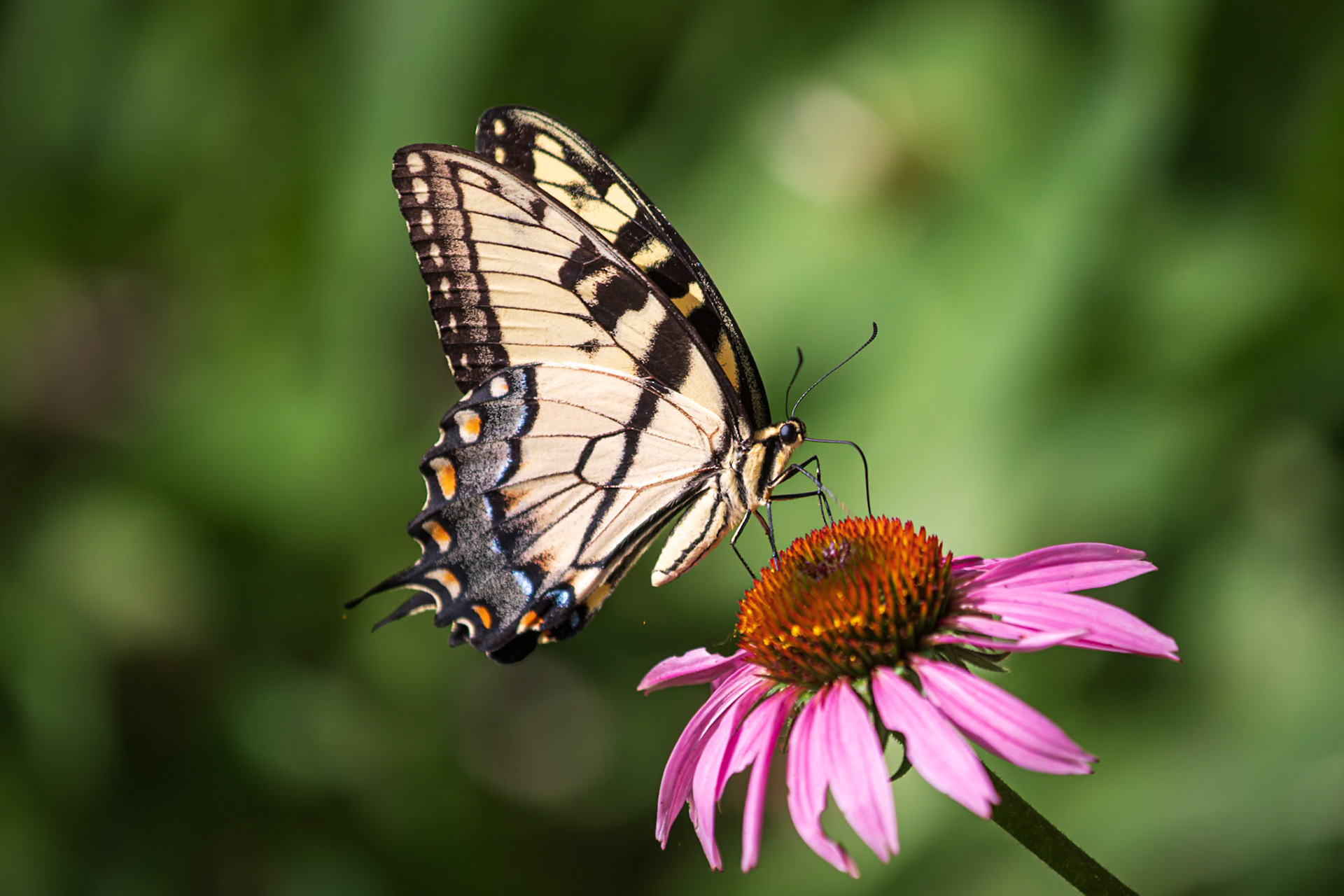 Eastern Tiger Swallowtail | Papilio glaucus | 20220708