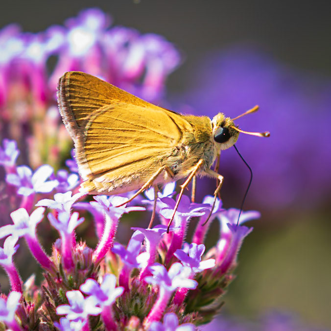 Delaware Skipper | Anatrytone logan | 20210729